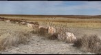 Sheep Mountain Table - Badlands National Park (365 Degree Panorama) Rick Braveheart