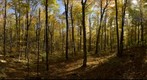 Northern Hardwood Forest -- Maple Stand
