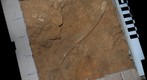 Small detail of a bone