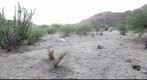 Los Chinos Flats Gigaplot June 08
