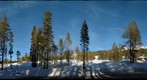 Trees at Sugar Bowl