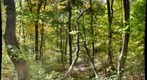 Frick Park upper trail