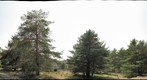 Col de Ferrier, Pinus (#3)