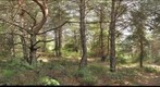 Col de Ferrier, Pinus (#1)