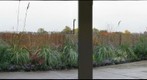 Phipps trial 1