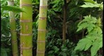 Phipps Conservatory 01