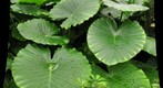 Lalo Verde