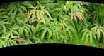 Ferns at Phipps Conservatory