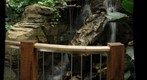 Frogs at the Phipps Conservatory