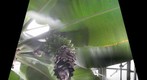 Banana Tree, Phipps Conservatory (Pittsburgh, PA)
