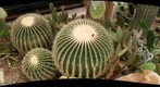 Phipps Desert Room