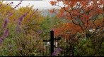 landscape with autofocus