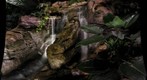 Waterfall and Frogs at Phelps Conservatory