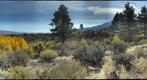 Thomas Creek Foliage