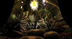 The Cactus Room