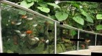 Koi Pond, Phipps Conservatory (Pittsburgh, PA)