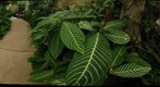 Phipps Conservatory_02