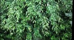 Braided Tree