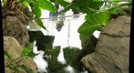 Koi Pond from Above, Phipps Conservatory (Pittsburgh, PA)
