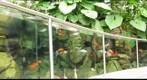 Koi Pond 2, Phipps Conservatory (Pittsburgh, PA)