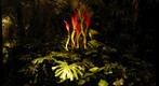 Glass sculpture at Phipps Conservatory, Pittsburgh