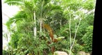 Tree, Phipps Conservatory (Pittsburgh, PA)