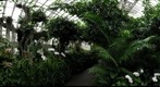Orchid Garden, Phipps Conservatory
