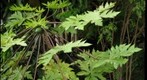 Papaya at Phipps
