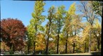 Highland Park Ginkgos