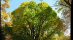 Large Ginkgo