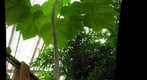 Balsa Tree in Phipps Rainforest Room