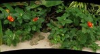 Phipps Conservatory