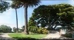 The Tree Over Palisades, Santa Monica, CA