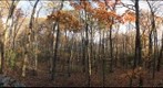 Mixed hardwood - pine forest