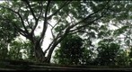 Old Pali Road