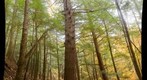 Old Hemlocks, Salisbury Town Forest, Vermont