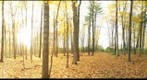 University of Guelph - Dairy Bush - 10 - Oct 28 2009