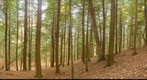 Hemlock Forest, Salisbury, Vermont