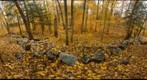 Northern Hardwood Forest and Stone Wall, Salisbury, Vermont