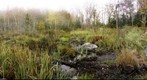 Kettle Pond Wetland, Vermont, before Sunrise