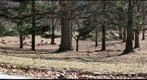 White Tail Deer at Valley Forge
