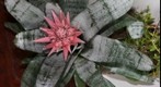 bromelia Aechmea fasciata