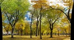 Parc Lafontaire en automne