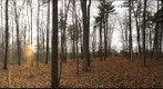 University of Guelph - Dairy Bush - 11 - Nov 03 2009