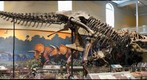 Tyrannosaurs Battle