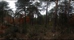 Bosque de Soria
