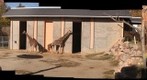 Watching the baby Giraffe