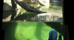 Leo and Owen look for tigers