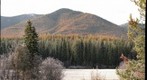 Meadow with larch trees ablaze