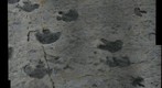 #1 High Resolution Dinosaur Tracks from Dinosaur Ridge, Colorado